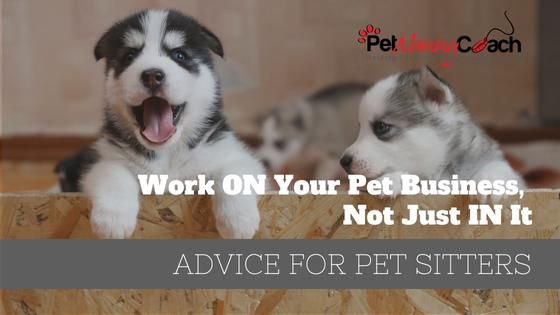 TITLE - Work ON Your Pet Business, Not Just IN It